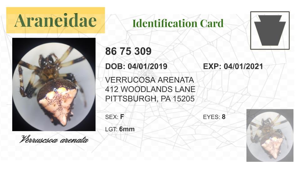 araneidae-id.jpg?w=640