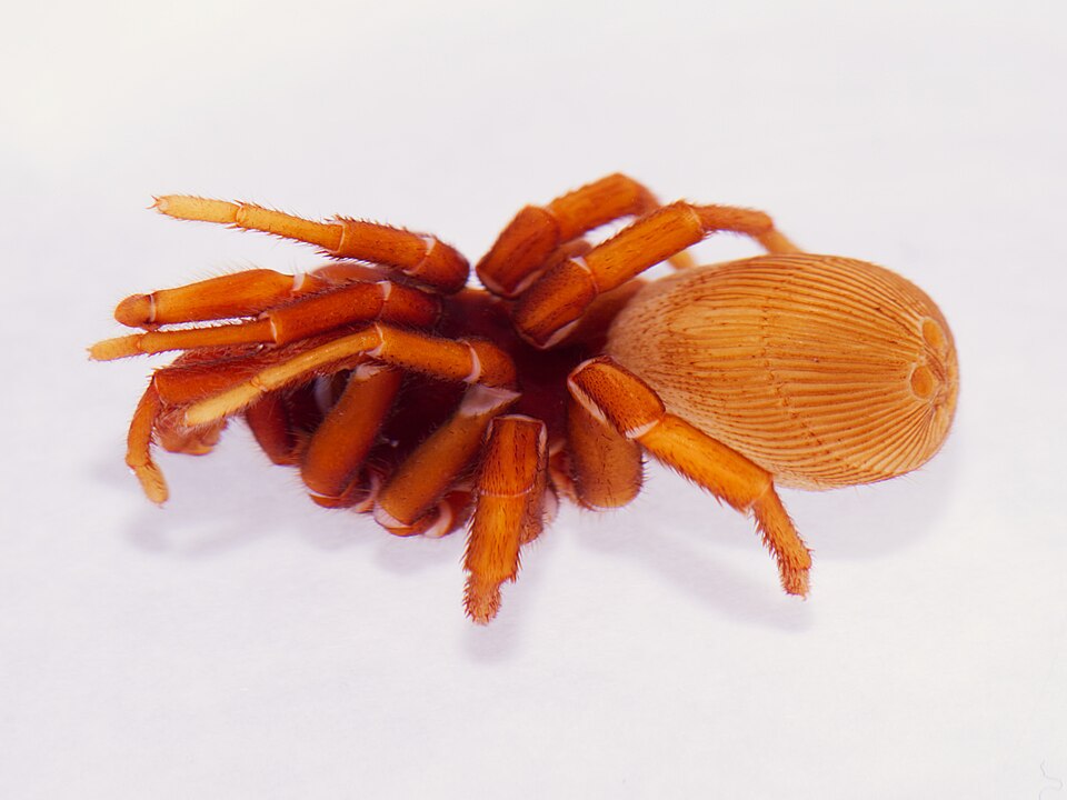 Discovering a New Spider! – SpiderMentor