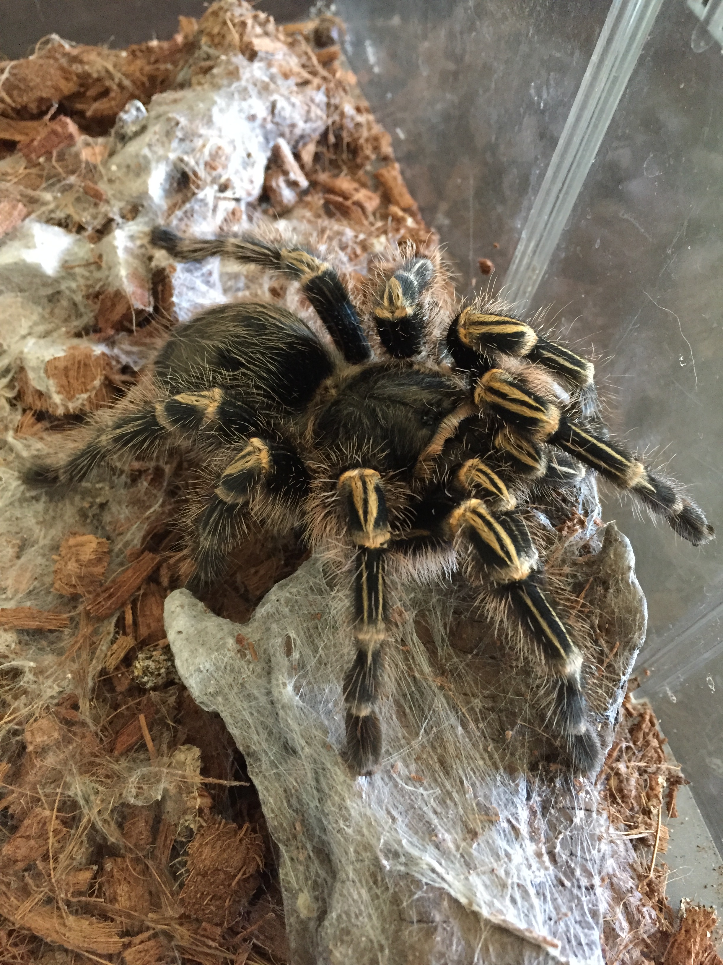 A Tribute to Chandra – SpiderMentor