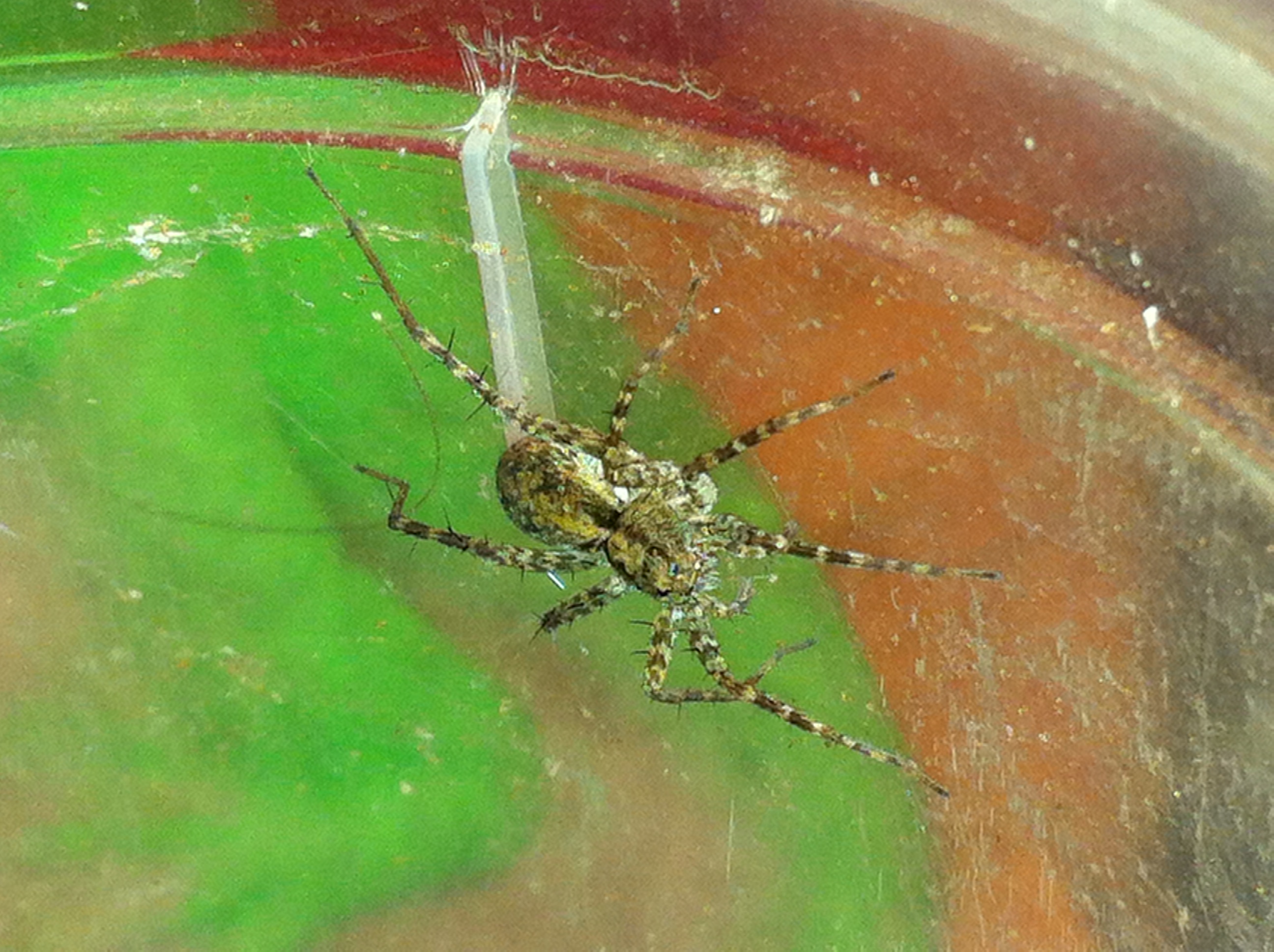 pardosa-milvina-2.jpg?w=1024