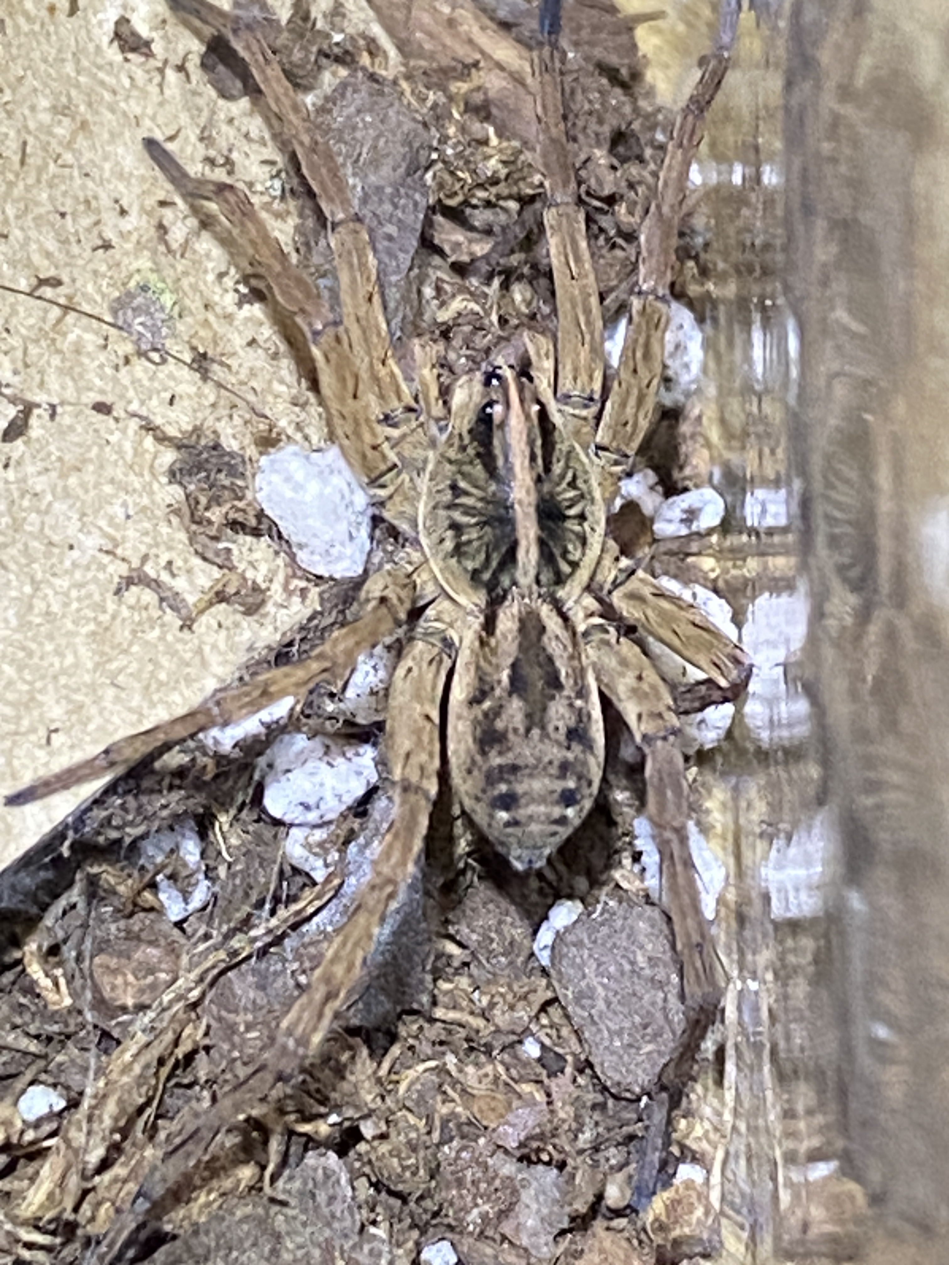 グレシプ SPIDER まとめ売り 大量 The Wolf Spiders of Hazelwood Green – SpiderMentor