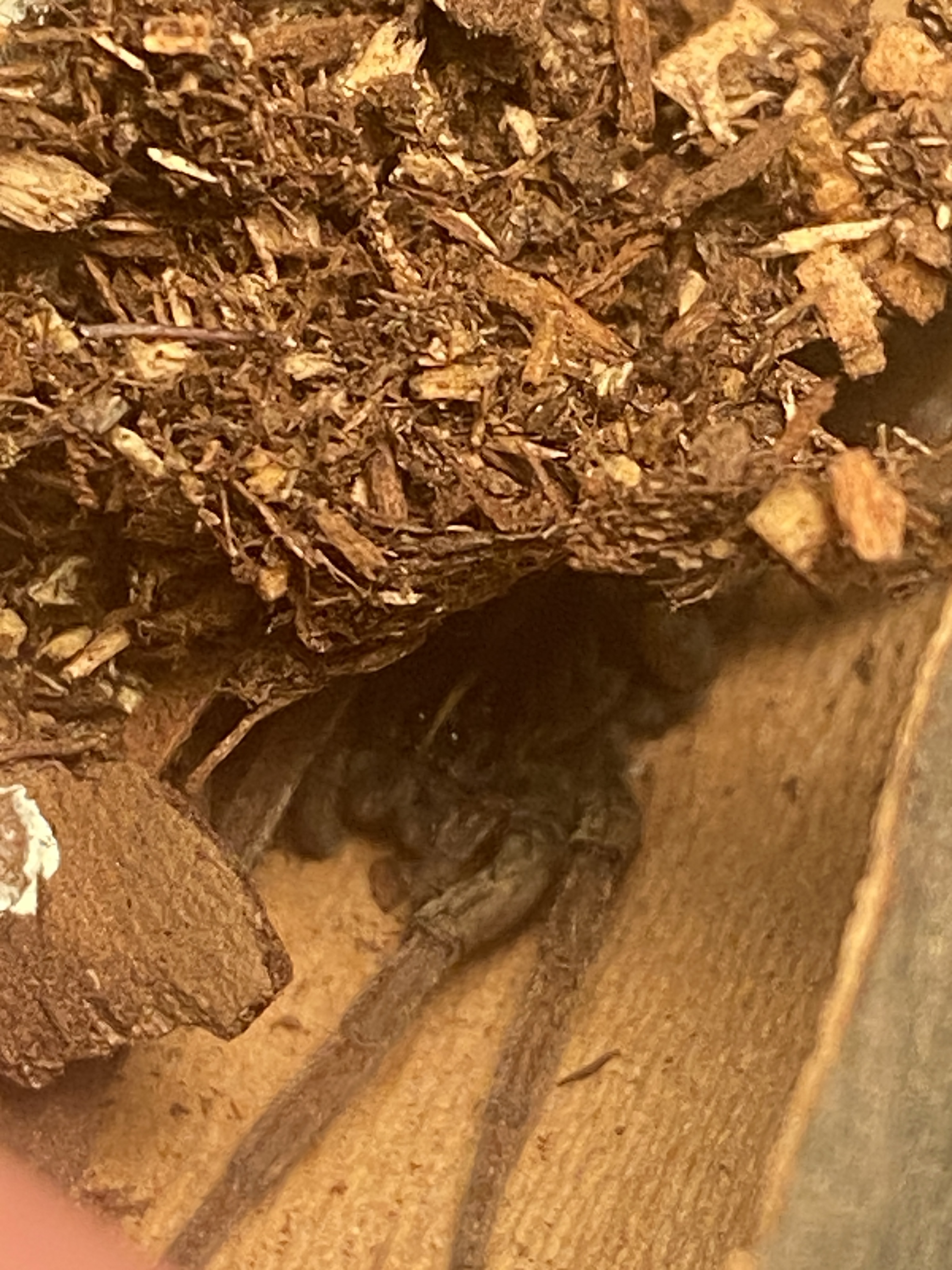 The Wolf Spiders of Hazelwood Green – SpiderMentor