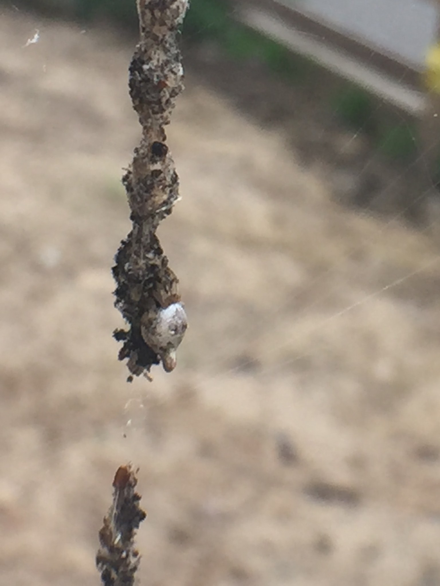 Egg Sac Gallery 2 – SpiderMentor