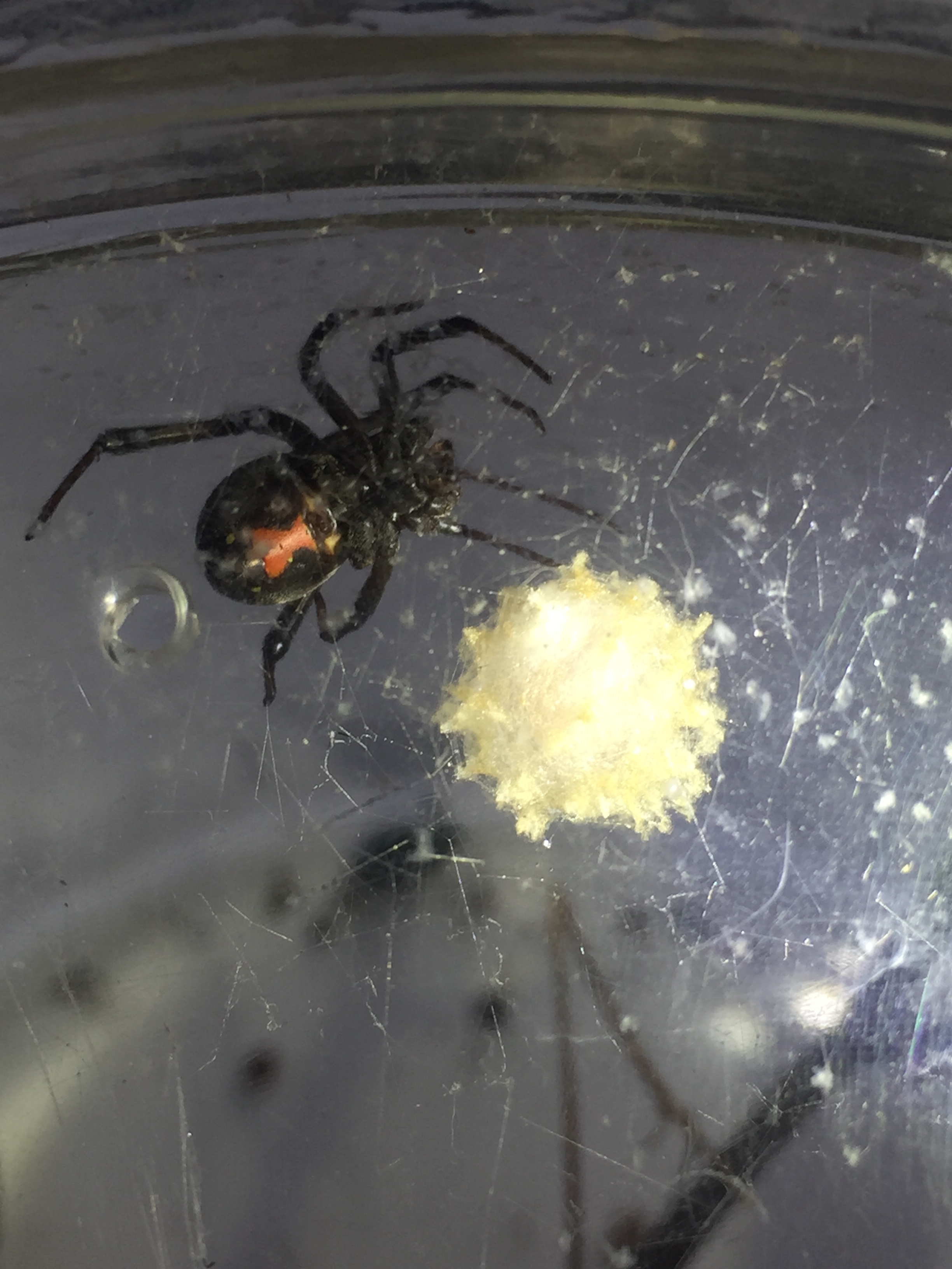 Egg Sac Gallery 2 – SpiderMentor